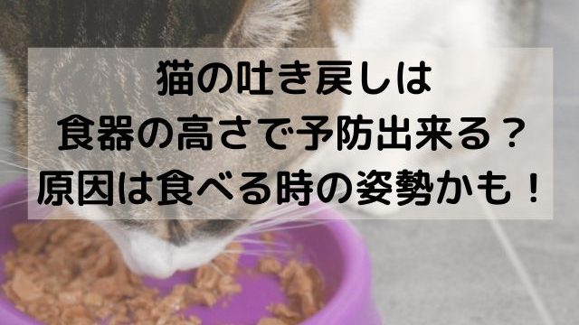 猫の吐き戻しは食器の高さで予防出来る？原因は食べる時の姿勢かも！